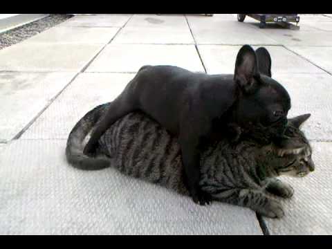 Are French Bulldogs Good With Cats?