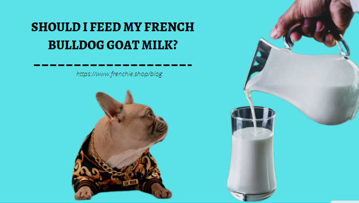 can my french bulldog have milk?