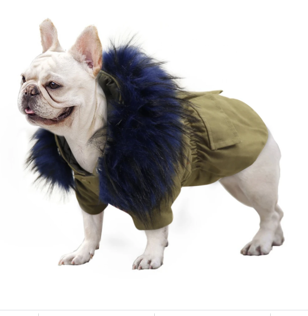 How to Clean Your French Bulldog’s Wrinkles frenchie Shop