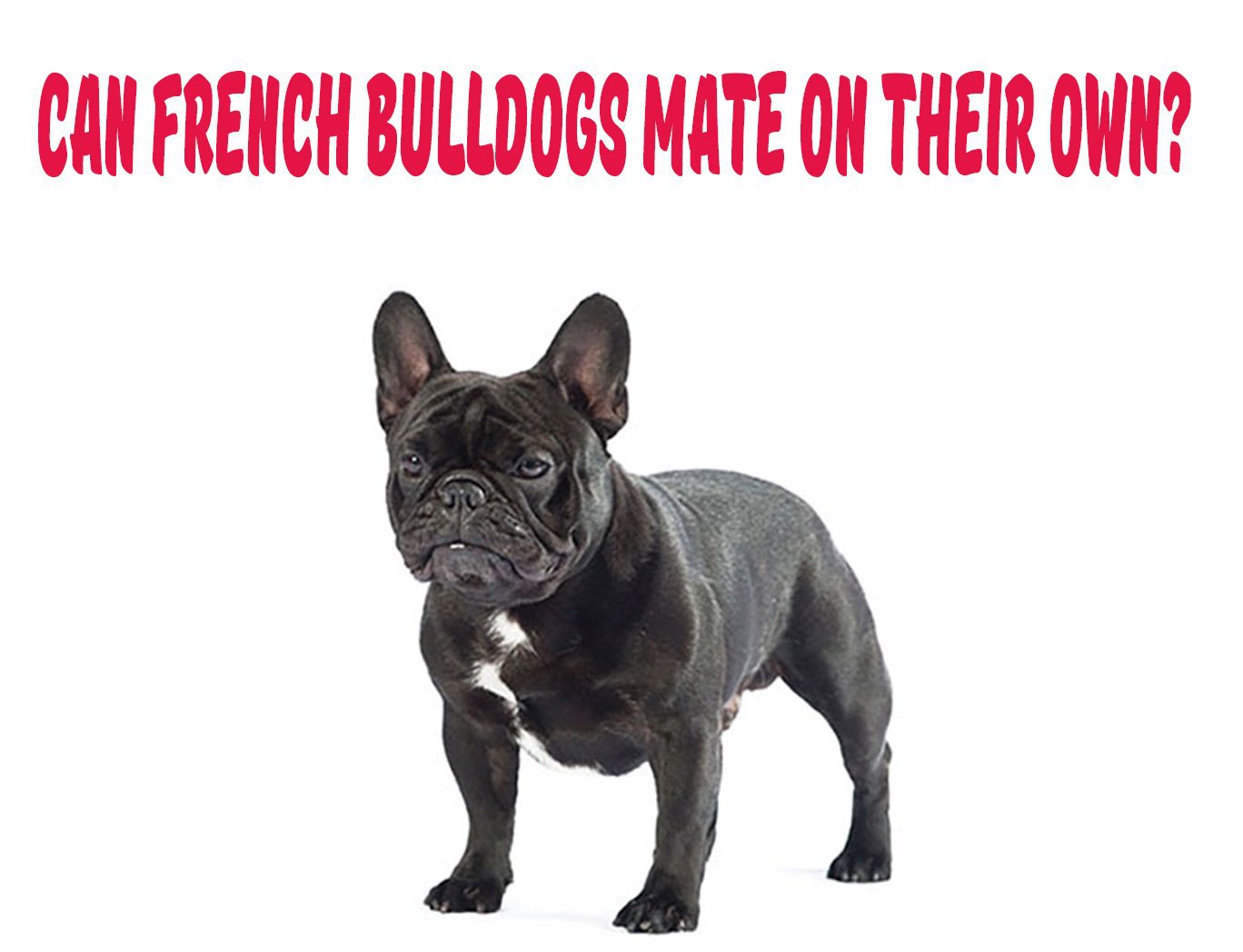 why french bulldogs can't breed?