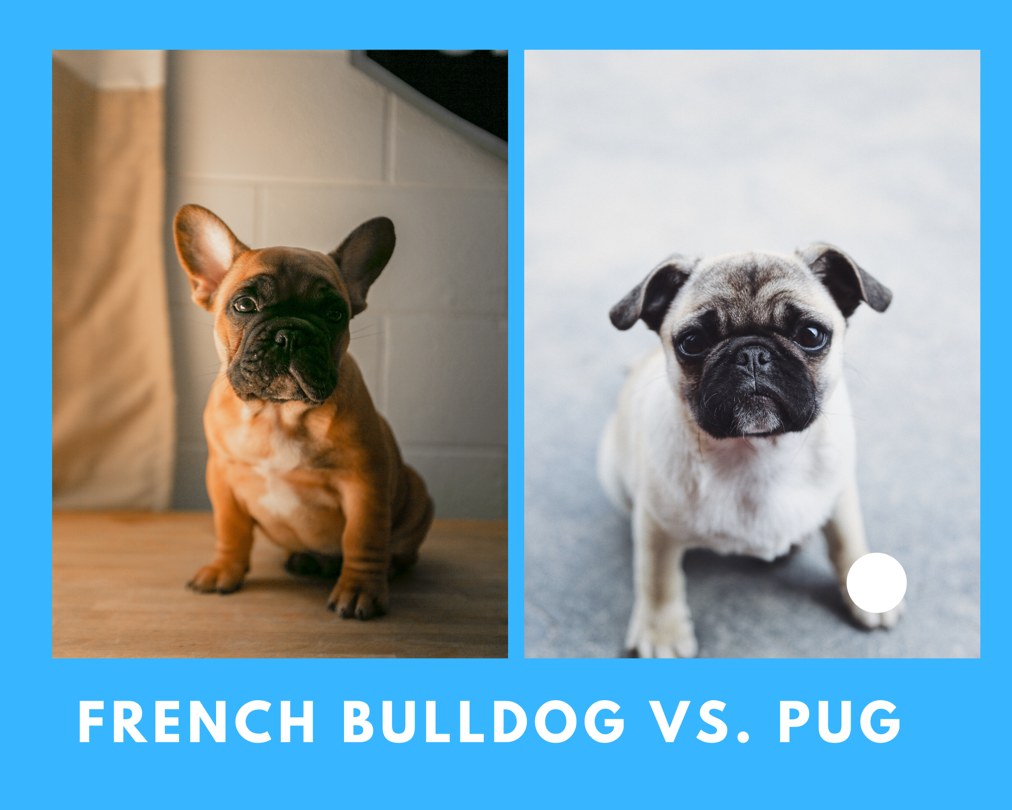 How are French Bulldogs Different From Pugs frenchie Shop