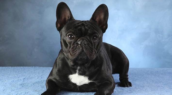 ARE FRENCH BULLDOGS AGGRESSIVE?