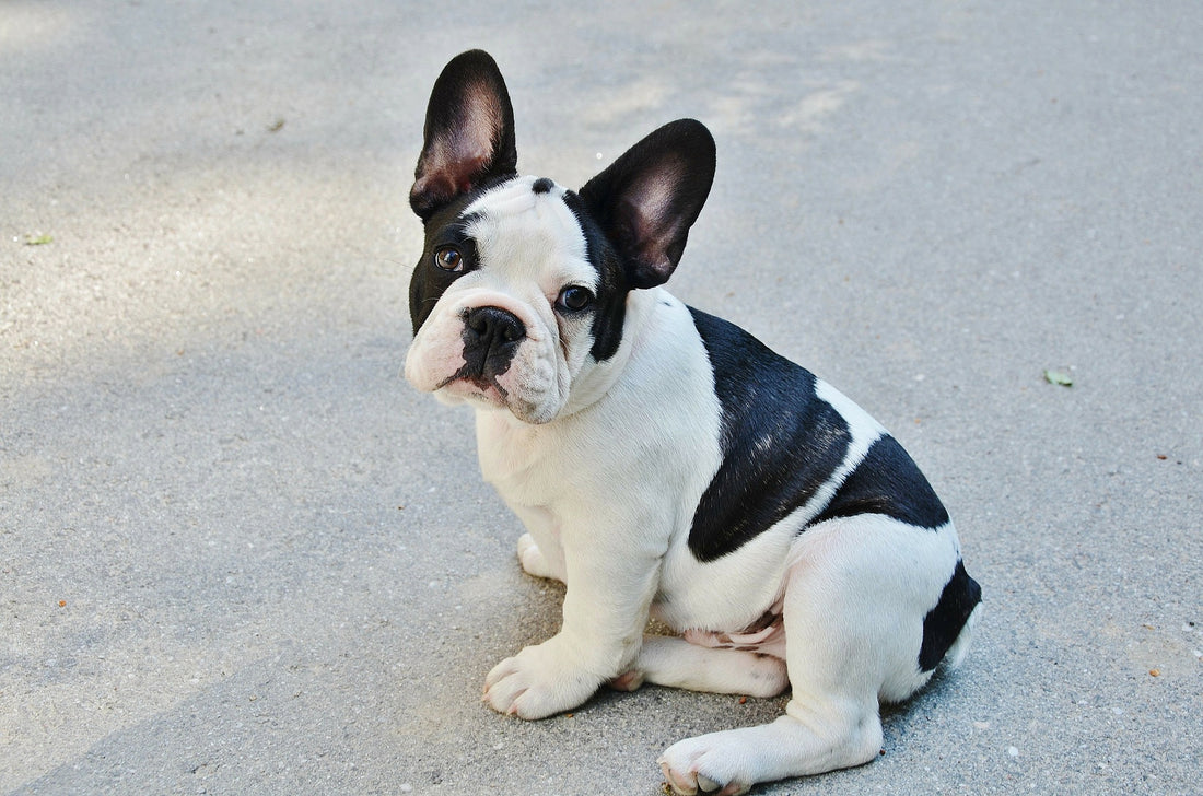 French Bulldog Drooling