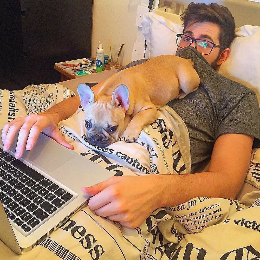 Why Do French Bulldogs Fart So Much?