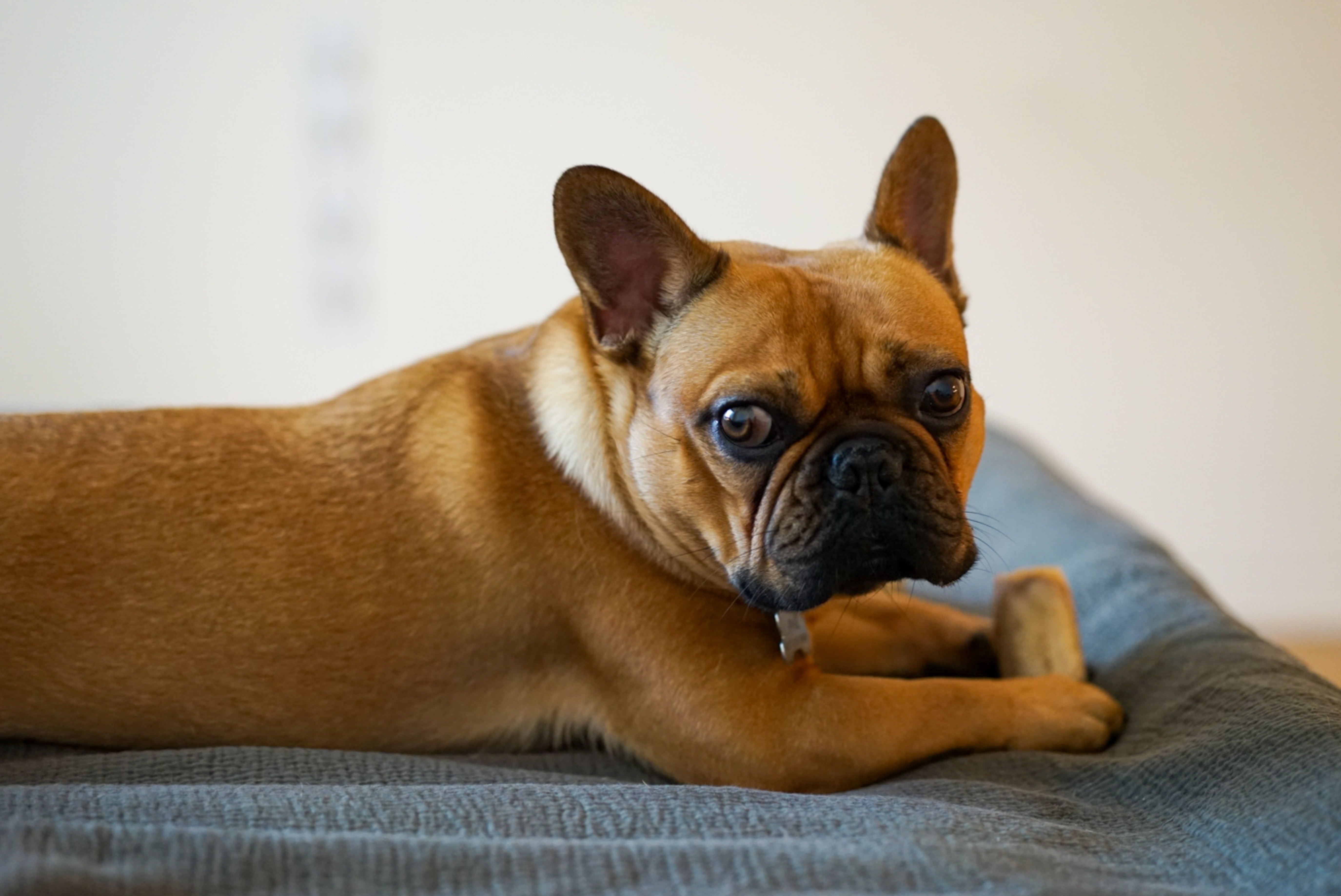 How to Perform Artificially Insemination on French bulldogs? frenchie Shop