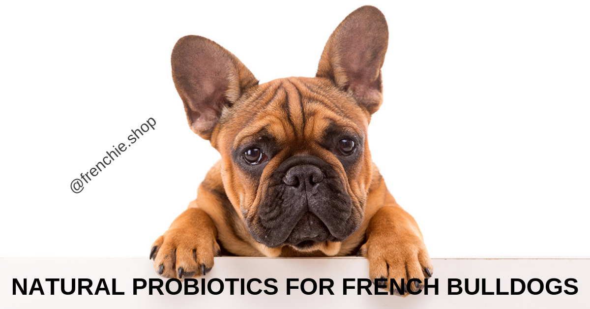 Natural Probiotics for French Bulldogs frenchie Shop