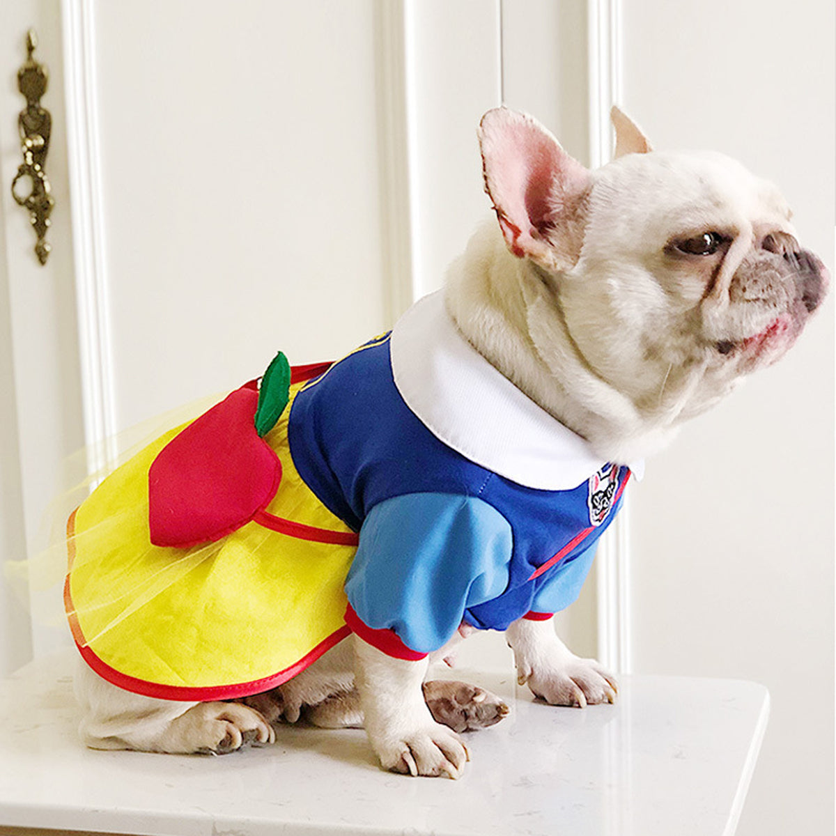 BarkToria-Frenchie-Snow-White-Costume.jpg