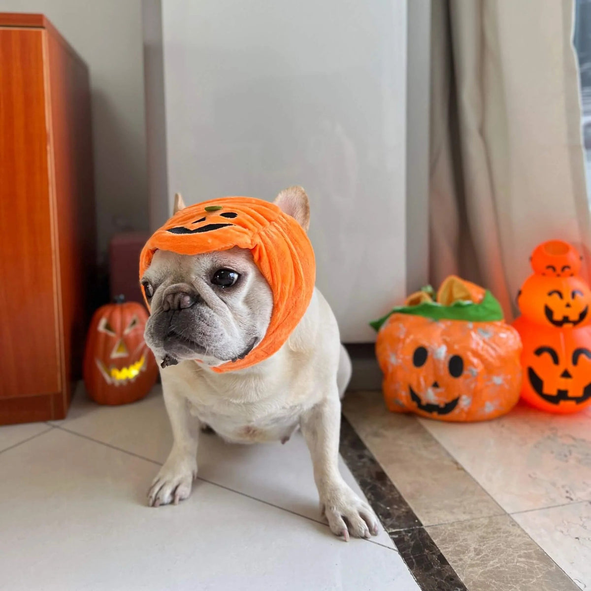 Halloween Dog Festival Hat
