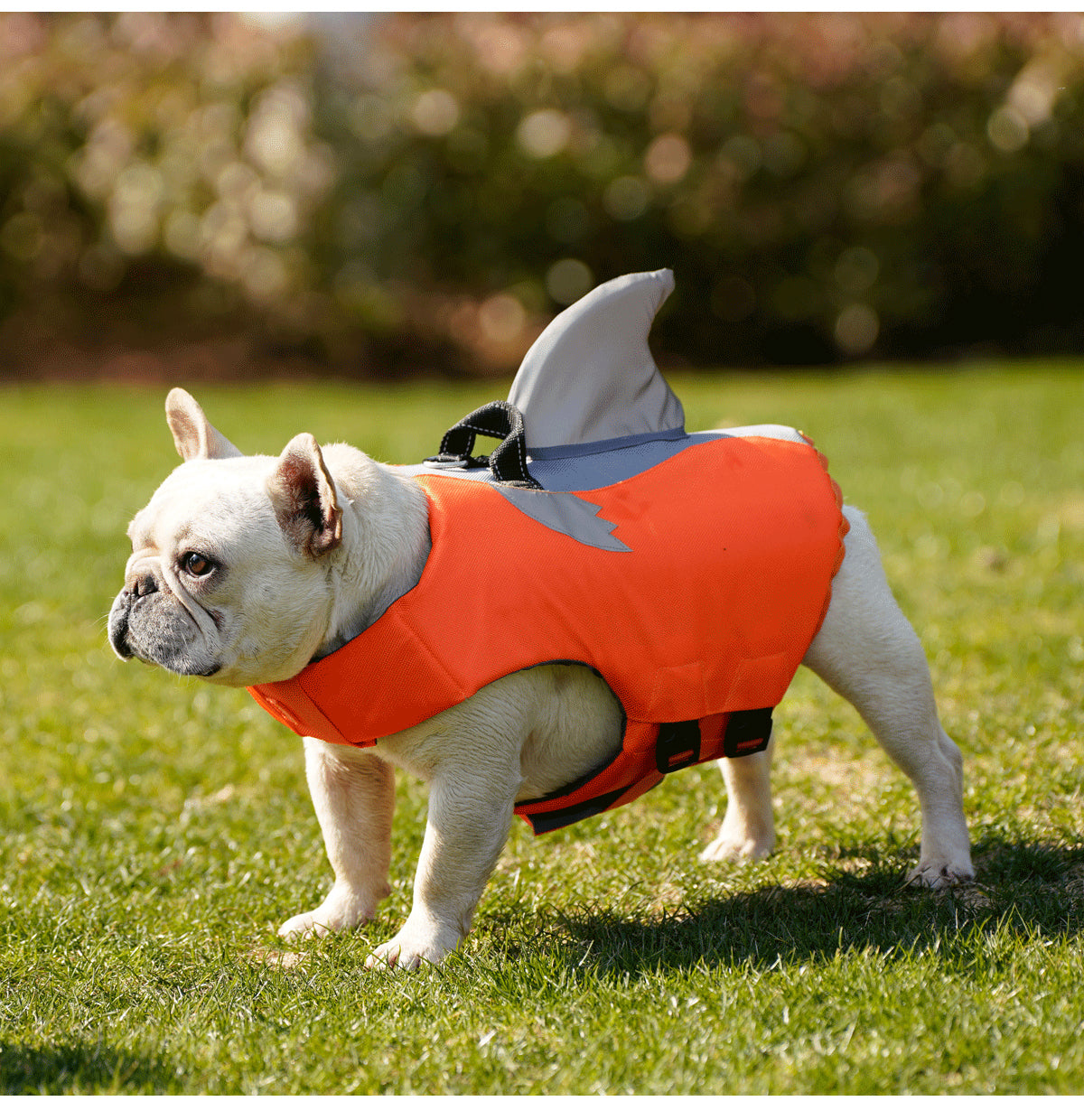 Frenchie Shark Gilet de Sauvetage Été Maillots de Bain Réfléchissants
