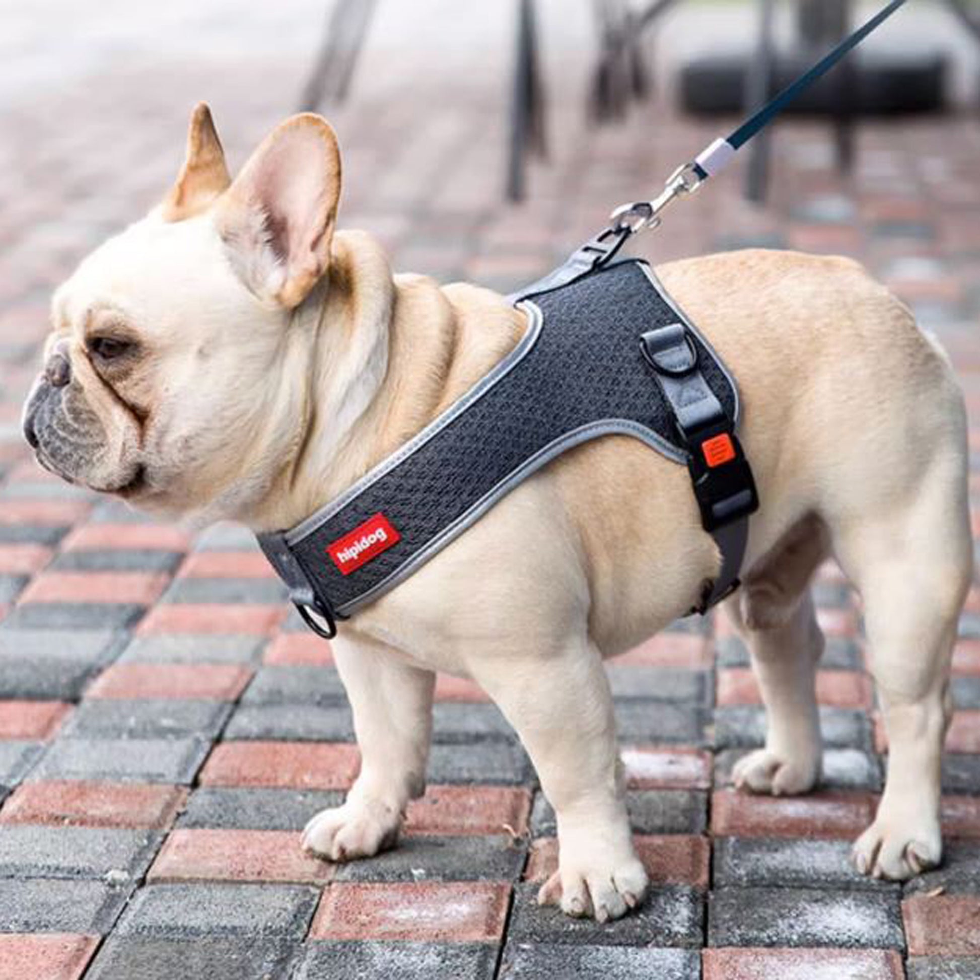 PawsMotion-Premium-French-Bulldog-Harness-Vest-with-Leash-Ultimate-Walking-Companion-www.frenchie.shop