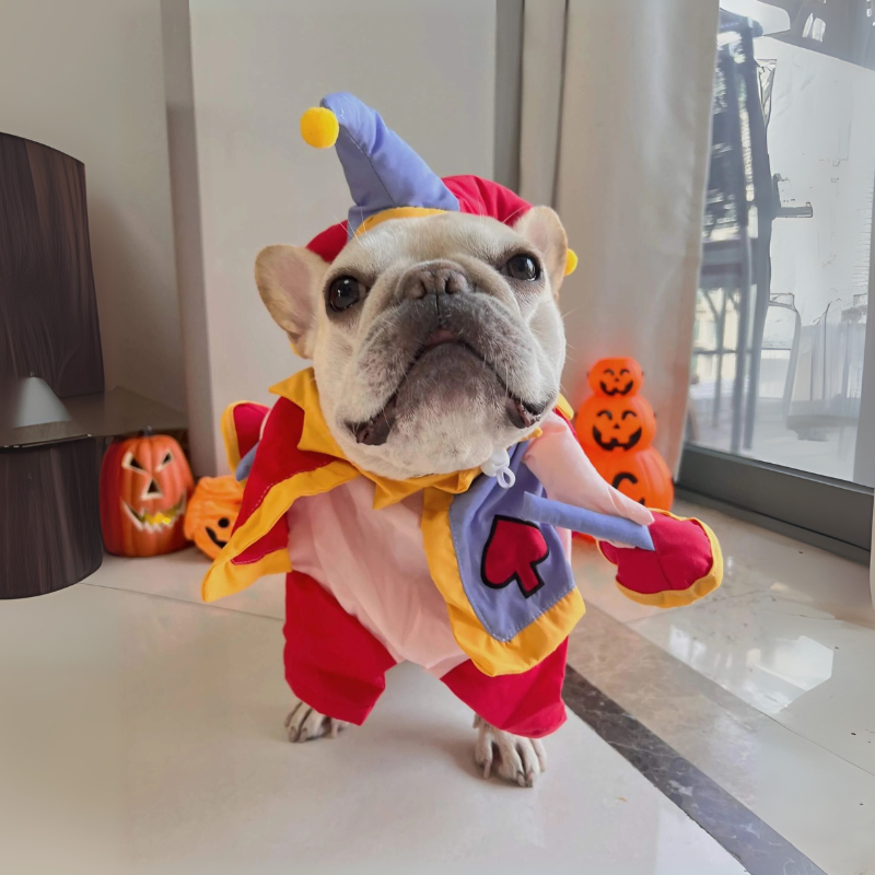 dog clown costume