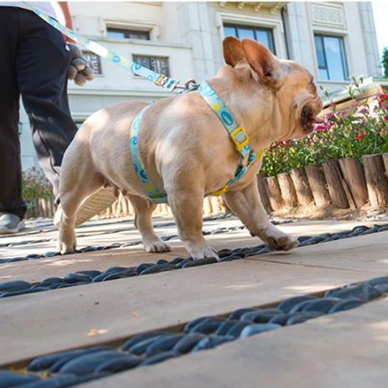 Elite French Bulldog No Pull Fashion Harness And Leash Set (WS0423)