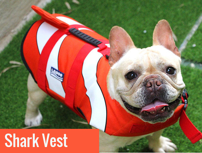 Jacket Swimwear for French bulldogs : Shark life vest (WS57) - Frenchie Bulldog Shop