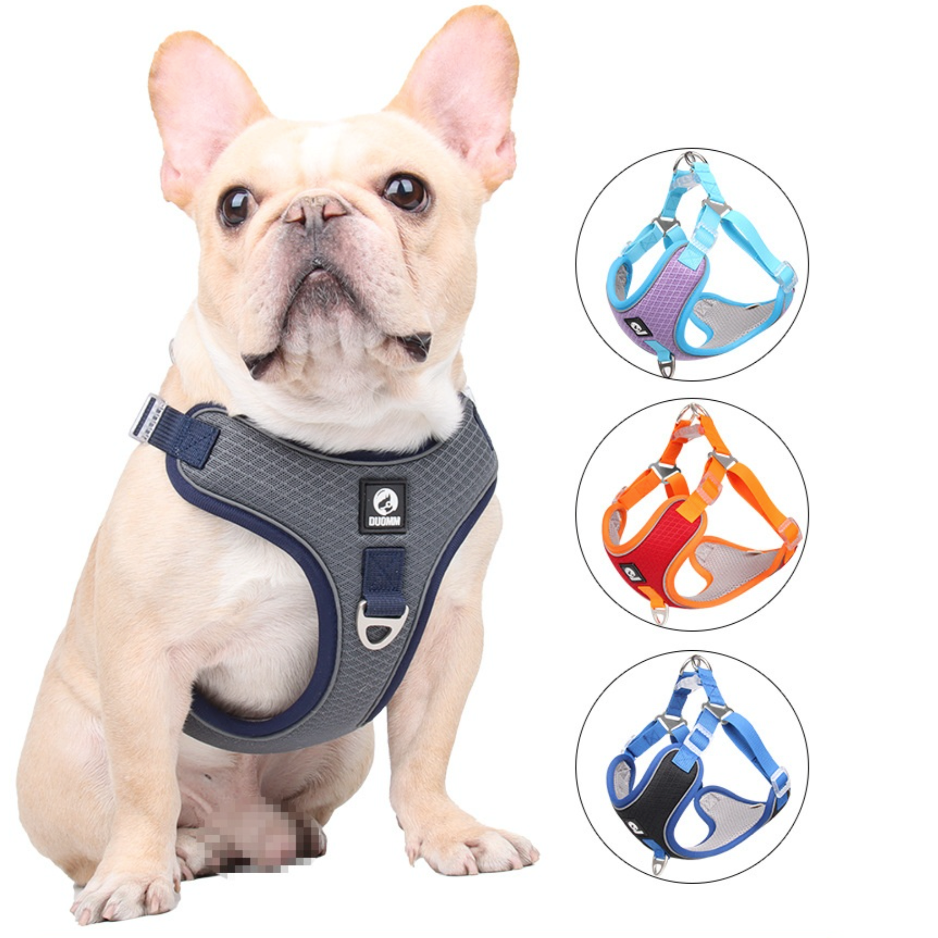 Frenchie harness and sales leash
