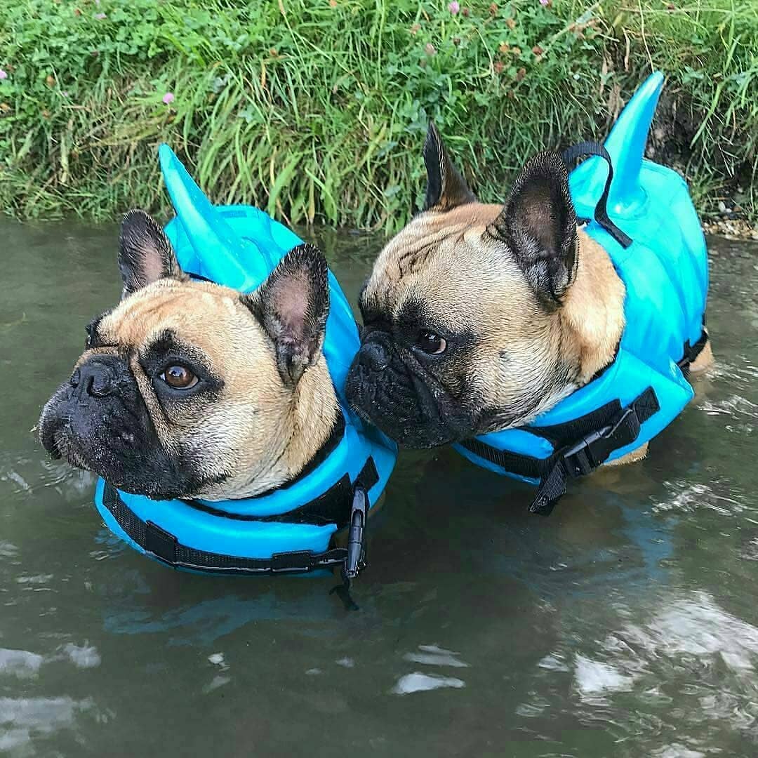 Shark Life Vest V2 (CS02)