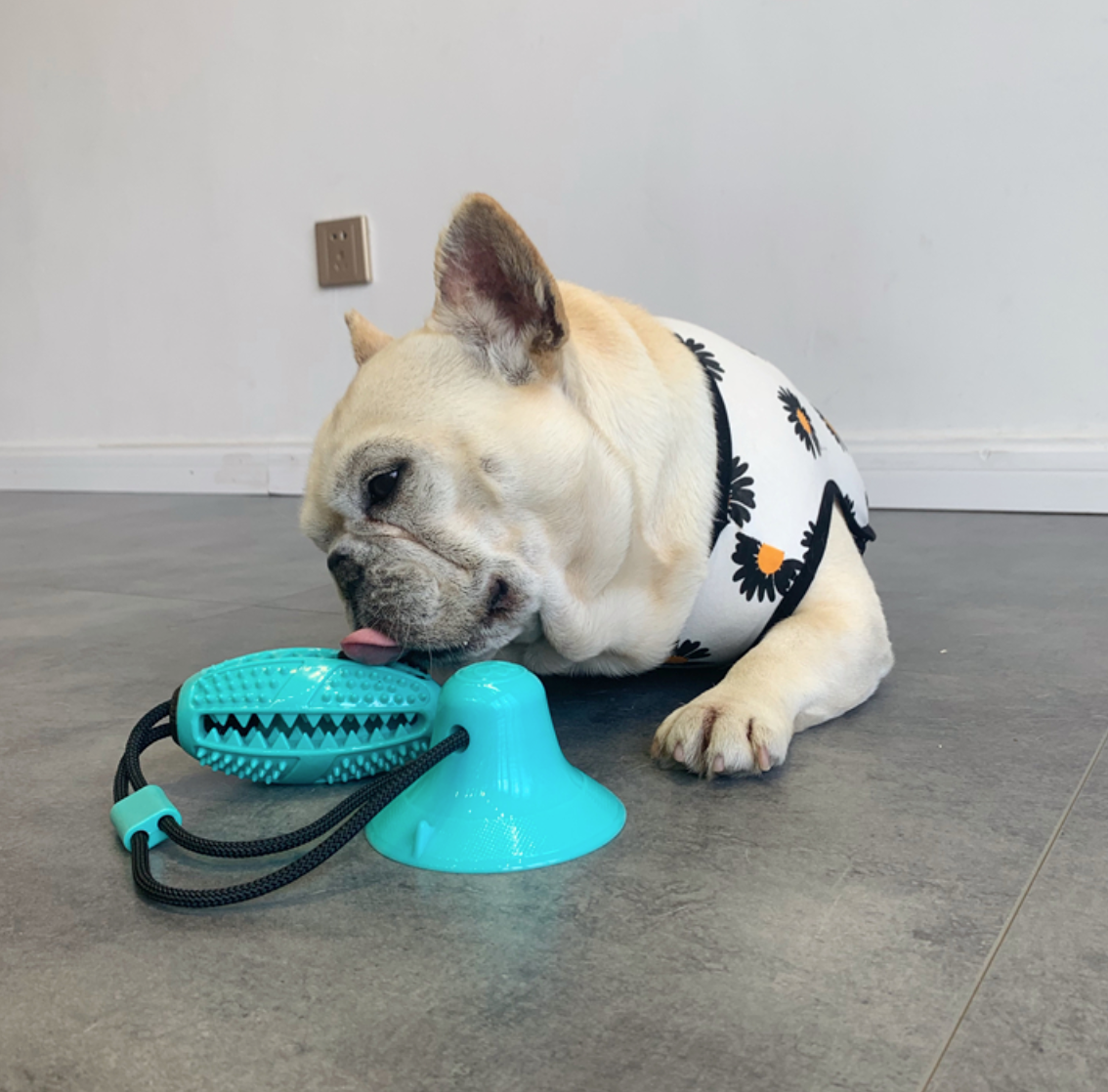 Suction dog toy for indoor play