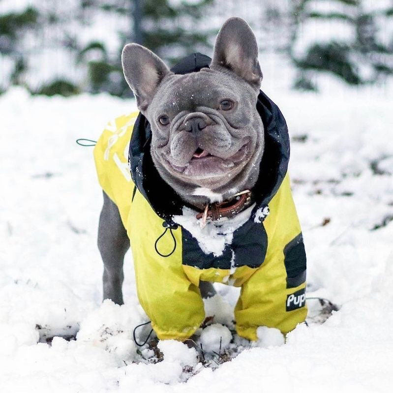 PawMax Raincoat Plus French Bullog Raincoat - Main Image