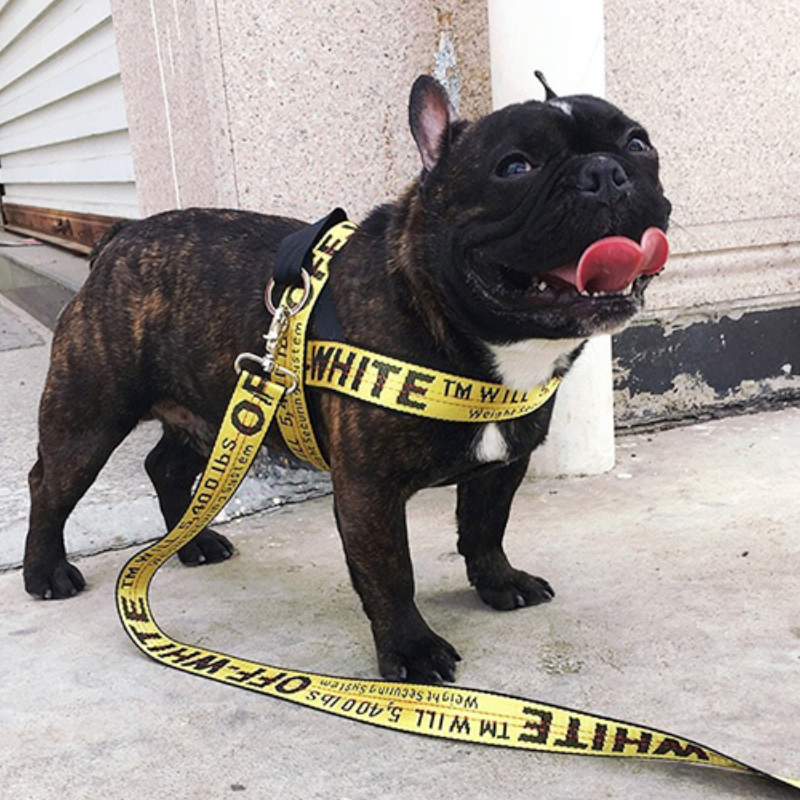frenchie bulldog shop