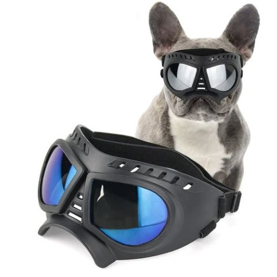 Lunettes de soleil coupe-vent anti-UV bouledogue français