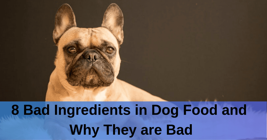 What are the bad ingredients in dog shop food