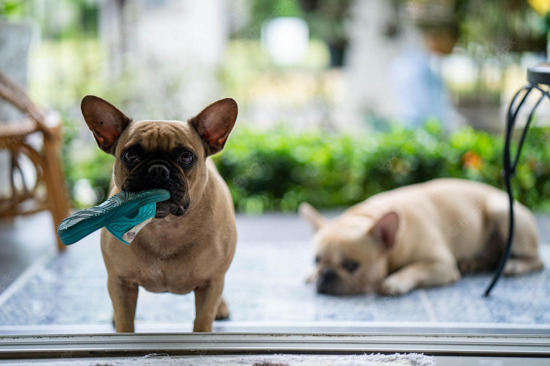 8 Best French Bulldog Shoes For Frenchie Lovers