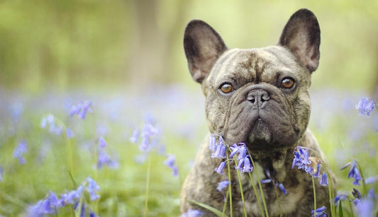 HOW TO PREVENT FRENCH BULLDOG STOMACH PROBLEMS