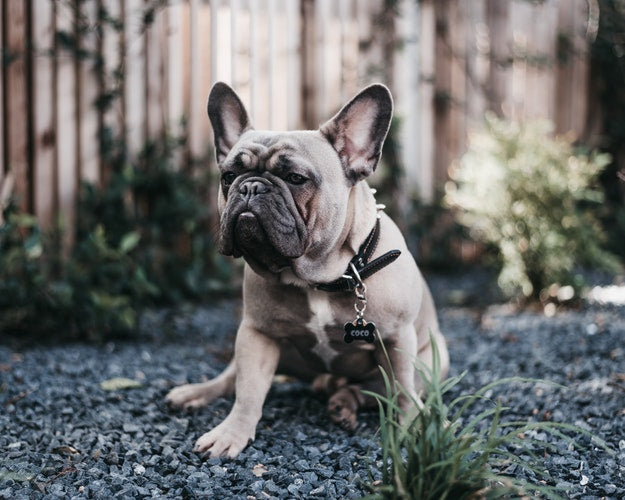 HOW MUCH AND HOW OFTEN SHOULD YOU FEED YOUR FRENCH BULLDOG?