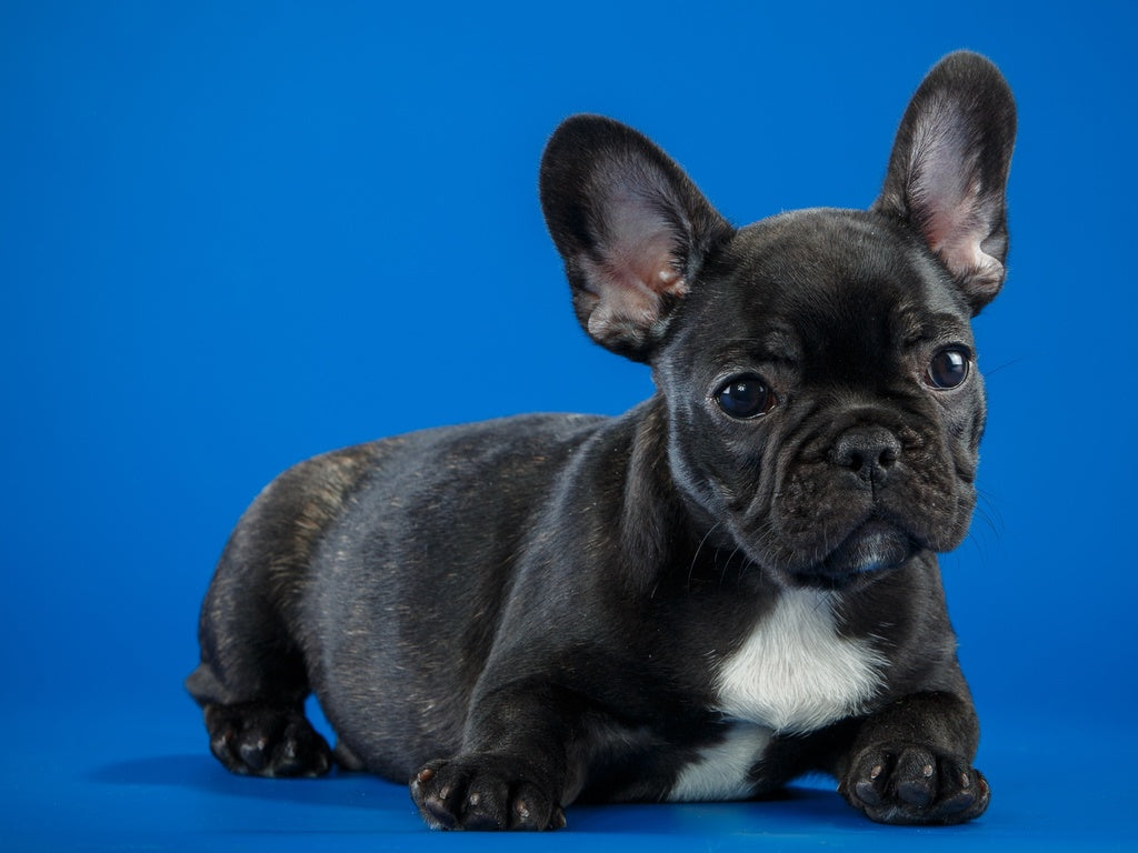 QUICK TIPS for Owning a Healthy and Happy French Bulldog