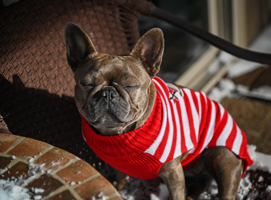 The Top 8 Most Adorable French bulldog Sweaters