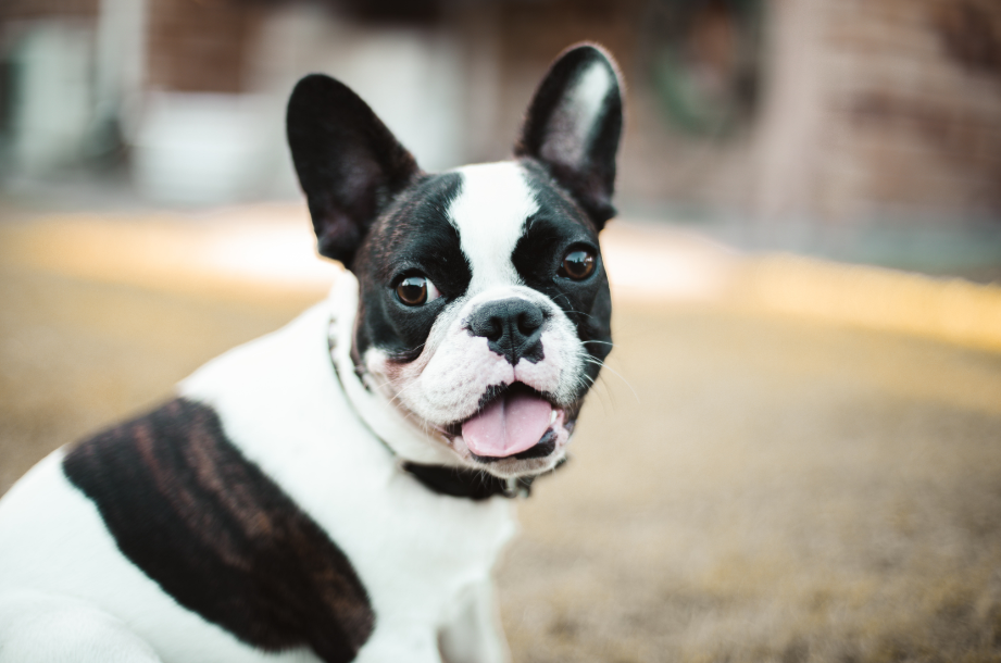 Do French bulldog bark a lot? Tips to stop barking in French bulldogs