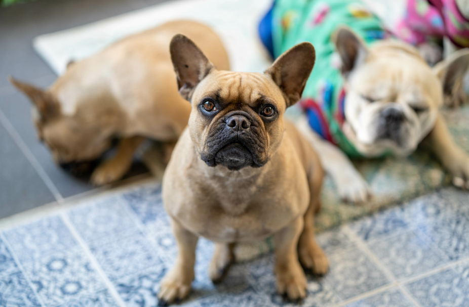 8 Tips for Introducing French bulldog To New Dog