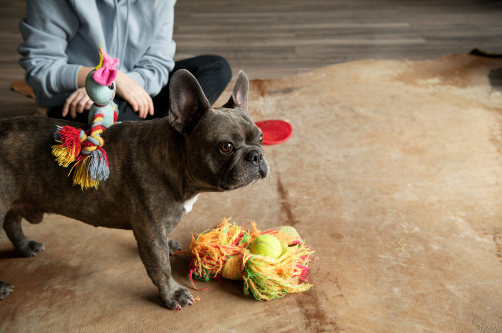 4 Best Toys To Keep Your French Bulldog Entertained Indoor This Summer