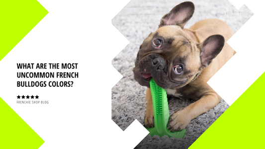 What are the most uncommon French Bulldogs Colors?