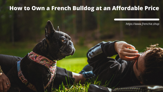 How to Own a French Bulldog at an Affordable Price
