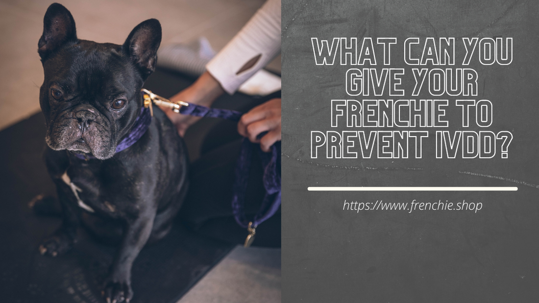 What Can You Give Your Frenchie to Prevent IVDD?