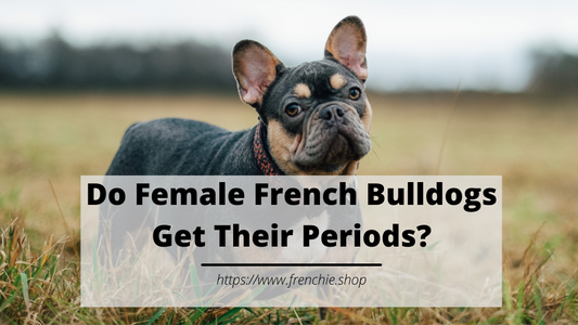 Do Female French Bulldogs Get Their Periods?