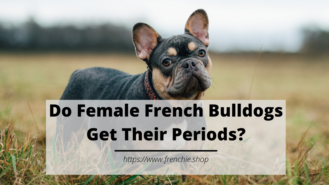 Do Female French Bulldogs Get Their Periods?