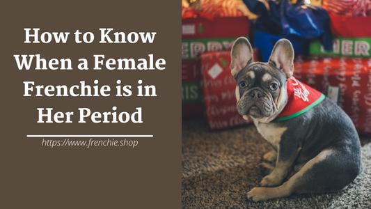 How to Know When a Female Frenchie is in Her Period
