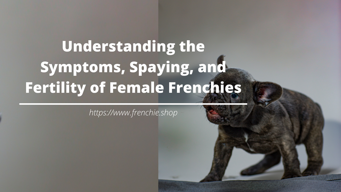 Understanding the Symptoms, Spaying, and Fertility of Female Frenchies