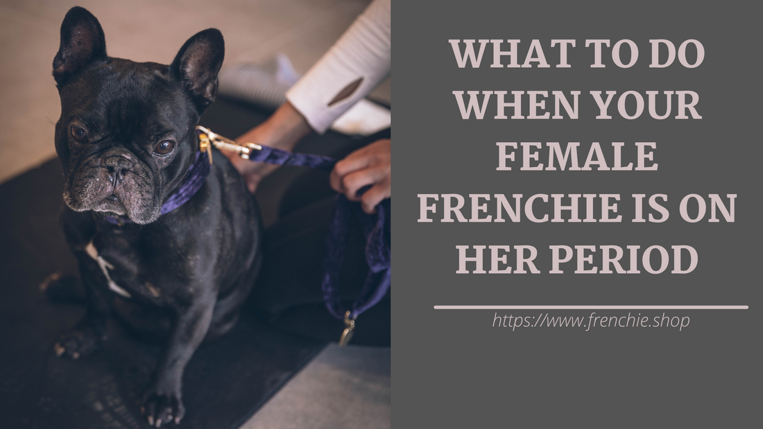 What to Do When Your Female Frenchie is on Her Period