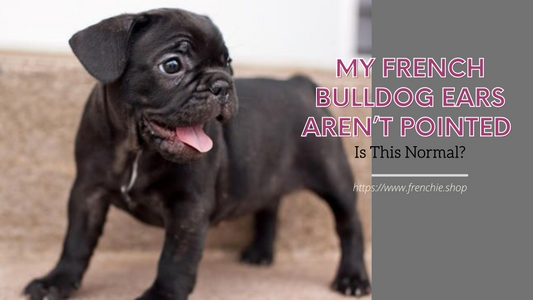 My French Bulldog Ears aren’t Pointed: Is this normal?