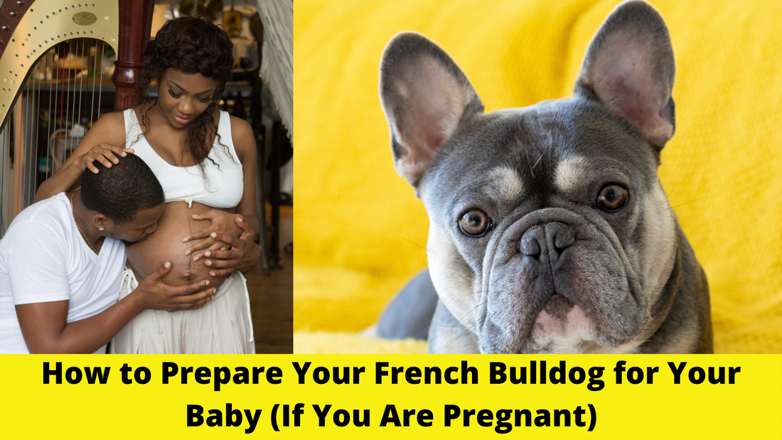 How to Prepare Your French Bulldog for Your Baby (If You Are Pregnant)
