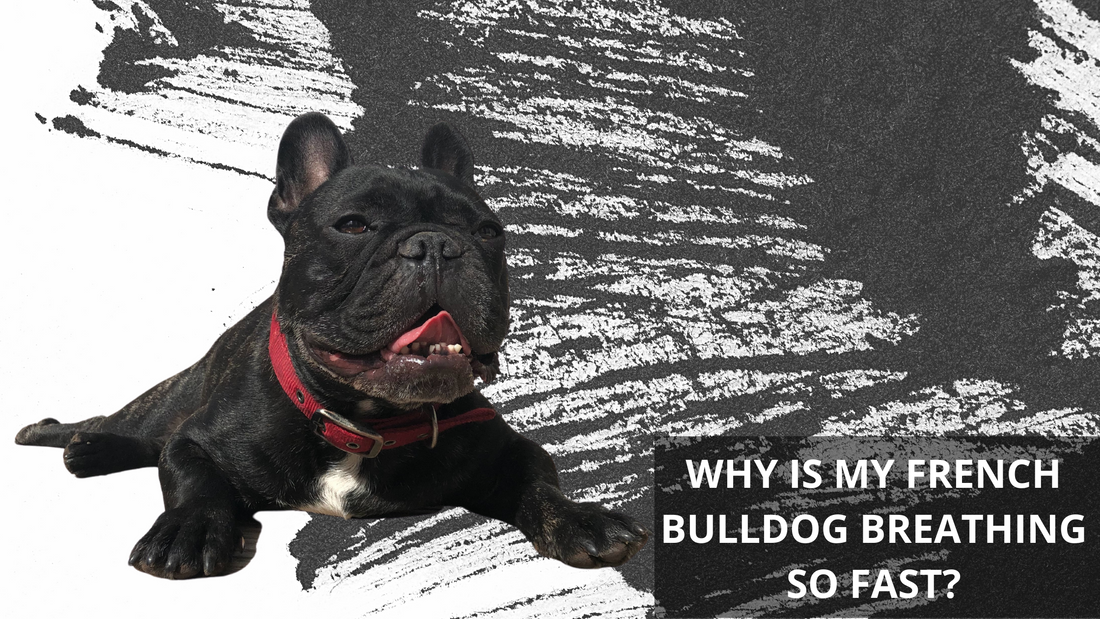 Why is My French Bulldog Breathing So Fast?