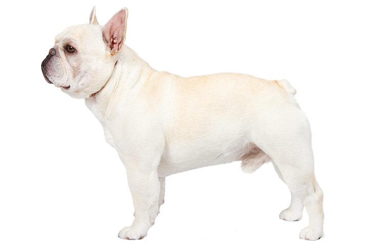 FRENCH BULLDOG TEMPERAMENT AND PERSONALITY