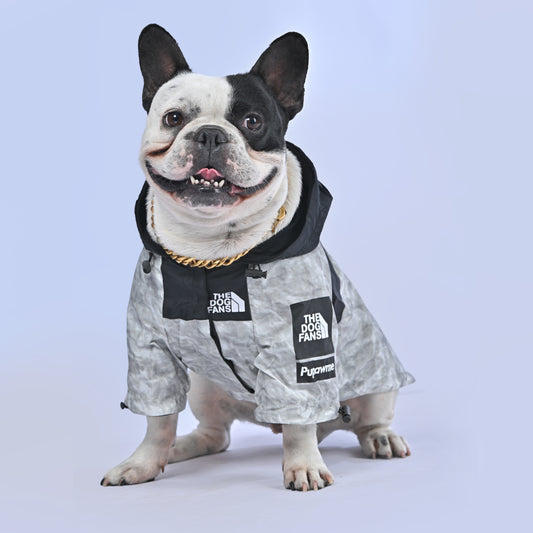 8 Must to Have Winter Clothes for French bulldogs