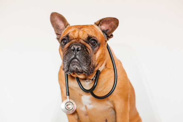 HOW REGULARLY SHOULD YOUR FRENCHIE VISIT THE VET IN A YEAR