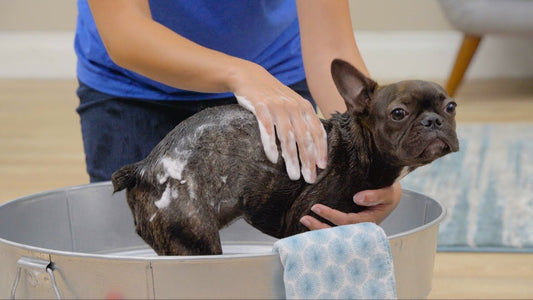 French Bulldog Health: Flea Control and Treatment