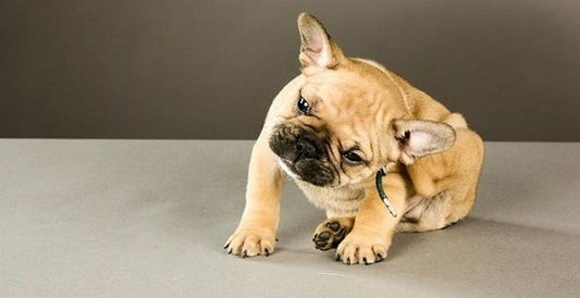FRENCH BULLDOGS AND FLEAS