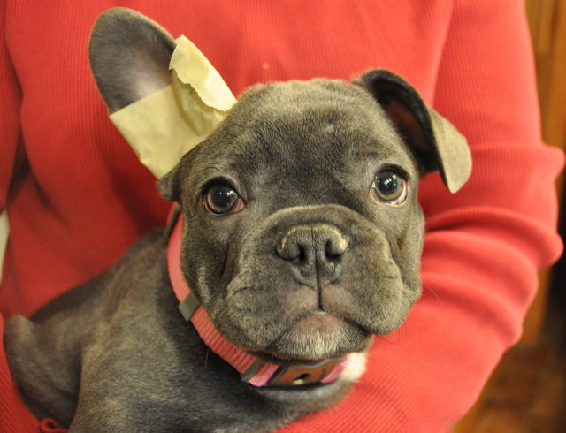 FAQs ABOUT FRENCH BULLDOG EARS... ANSWERED!