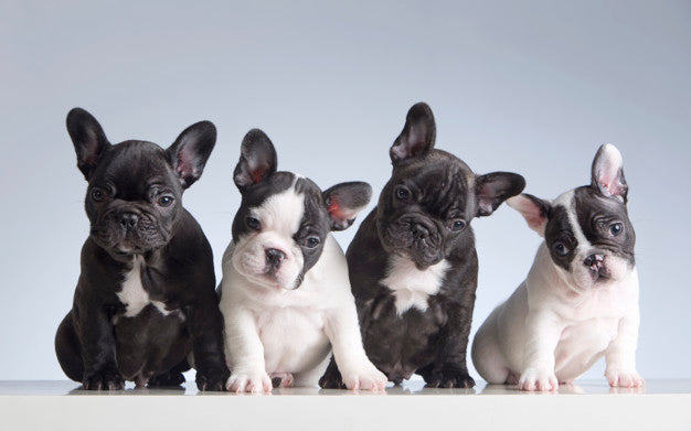 At What Age Should I Adopt a French Bulldog Puppy?